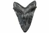 Heavy, Fossil Megalodon Tooth - South Carolina #301782-2